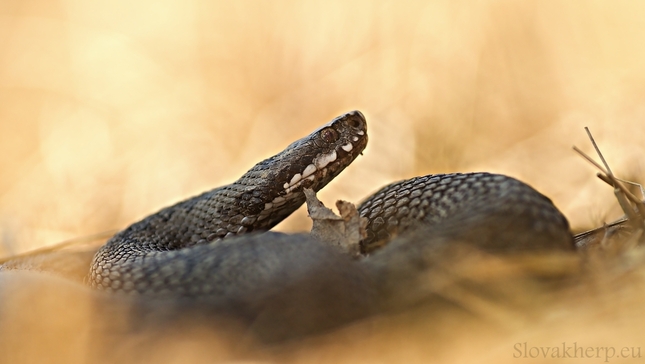 vipera berus