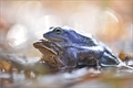 ... Blue Frog ...