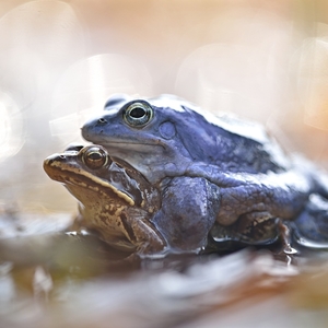 ... Blue Frog ...