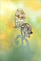 Melitaea athalia