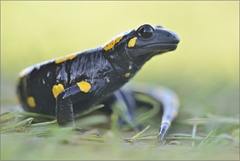 Salamandra škvrnitá