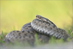 Vipera Berus