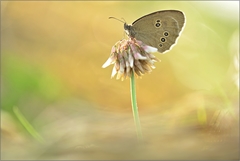 Aphantopus hyperanthus