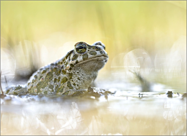 *** Green Toad ***