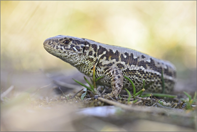 Lacerta agilis