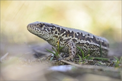 Lacerta agilis