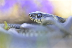 Natrix natrix