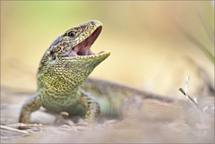Lacerta agilis