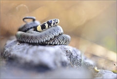 Natrix natrix