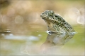 Army frog