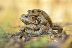 Bufo bufo