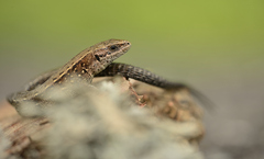 Zootoca vivipara