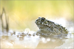 VIRIDIS ...
