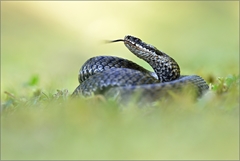 Vipera Berus