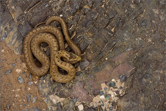 Coronella austriaca