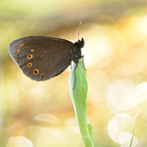 Erebia medusa