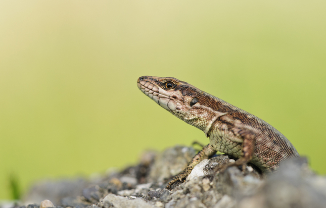 Podarcis muralis