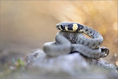 --- Babby natrix ---