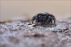 Evarcha arcuata