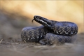 Vipera Berus