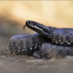 Vipera Berus