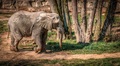 Slon na prechádzke