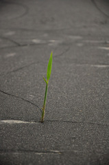 Life always find a way