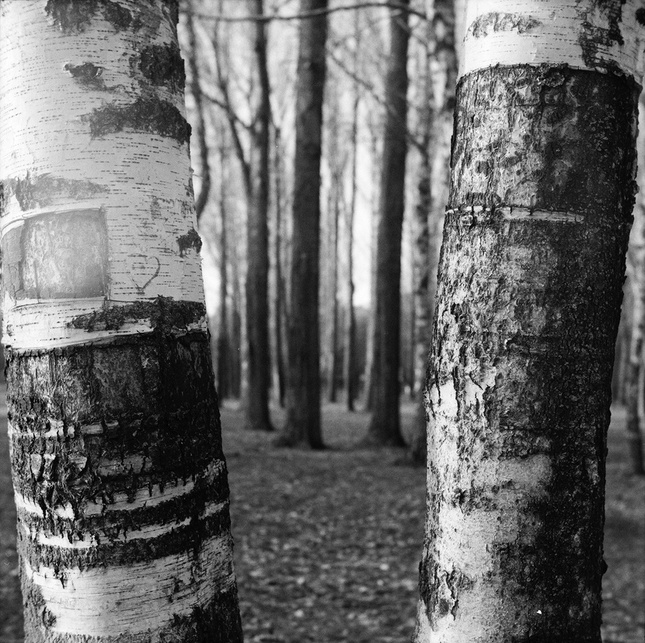Wounded birch