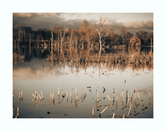 V krajine mŕtvych stromov...