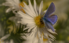 Modráčik nechtíkový....