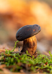 Smutný posledný ...