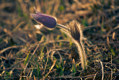 Ľavotočivý poniklec.