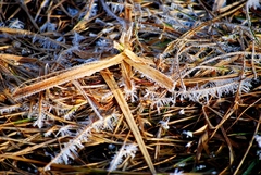 Ranný jesenný mráz.