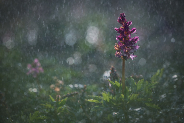 it's a rainy day, hallelujah..