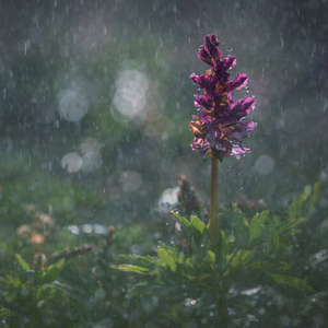 it's a rainy day, hallelujah..