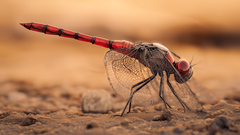 sympetrum sanguineum ex mars