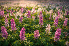 mierové kobercové nálety