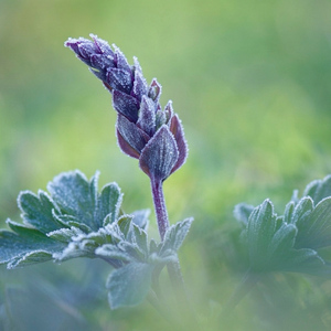 posledné pohryznutia zimy