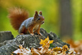 Veverka obecná (Sciurus vulgaris)