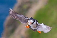 Papuchalk bělobradý (Fratercula