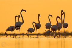 PLAMEŇÁK RŮŽOVÝ (PHOENICOPTERUS