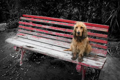 Čakanie na Godota ( psík Ignác)