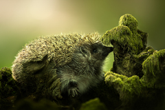 Hedgehog  (Jezko) 1