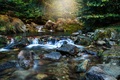 Forest creek