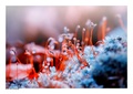 Frozen beauty