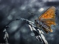 Butterfly 3 ( broken wings)