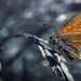 Butterfly 3 ( broken wings)