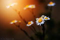 Last light