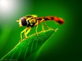 Fly
