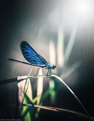 Dragonfly  I